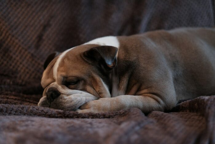 French Bulldog Blanket