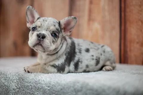 Tan Merle French Bulldogs