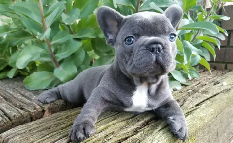 Teacup Blue French Bulldogs