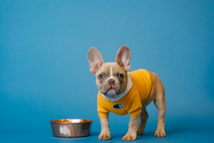 Blue Sable French Bulldogs