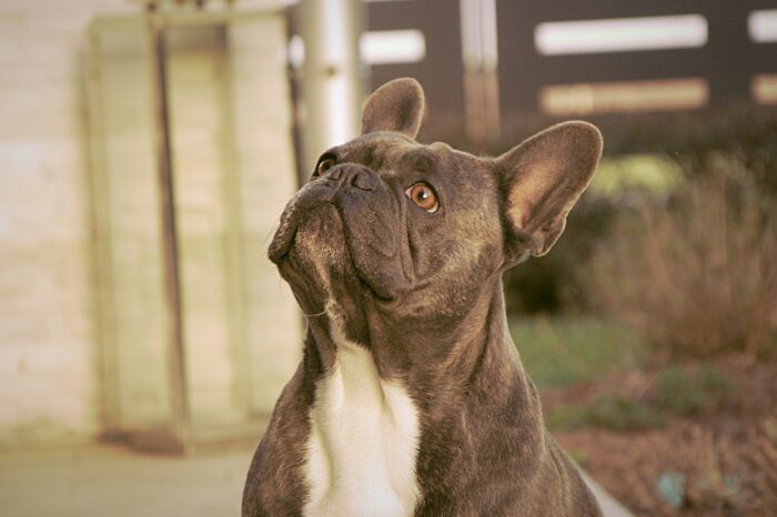 Lilac French Bulldogs