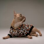 French Bulldog Jackets