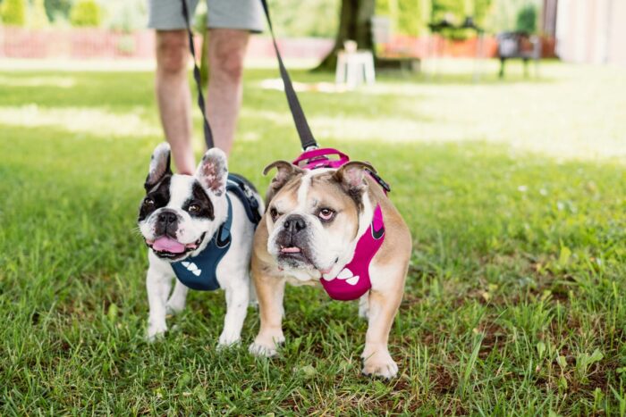 English Bulldog vs French Bulldog