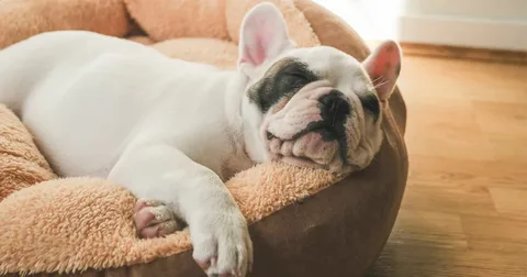 Best Bed for Your French Bulldog