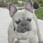 French Bulldogs Are Fully Grown