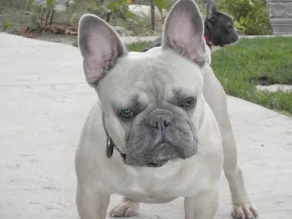 French Bulldogs Are Fully Grown