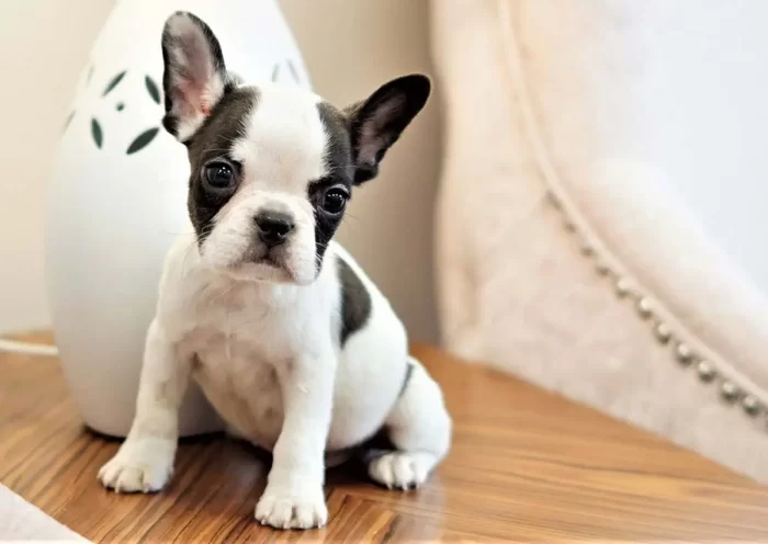 Miniature French Bulldog