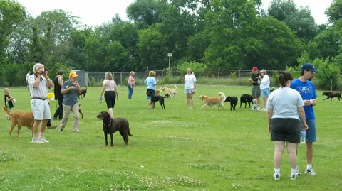 Training Your French Bulldog