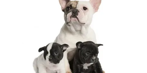 Average Litter Size for French Bulldogs