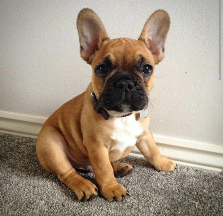 Beige French Bulldogs