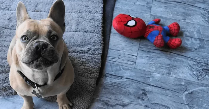 Best Dog Toys for French Bulldogs