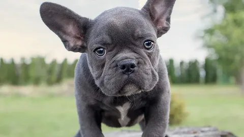 Blue Tri French Bulldog