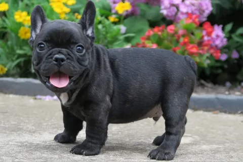 Brindle Black French Bulldogs