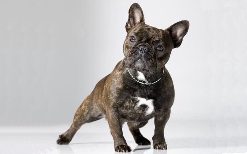 Brindle Pied French Bulldogs