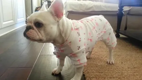 Clothing for French Bulldogs