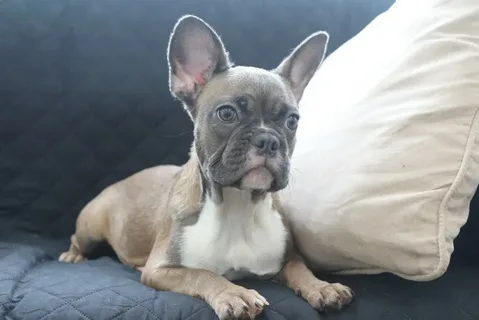 Cocoa and Tan French Bulldogs