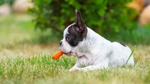 comida para french bulldog puppy