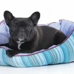 Dog Beds for French Bulldogs