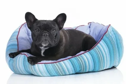 Dog Beds for French Bulldogs