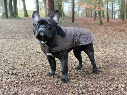 Dog Coats for French Bulldogs