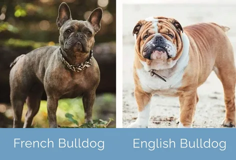 English vs. French Bulldogs