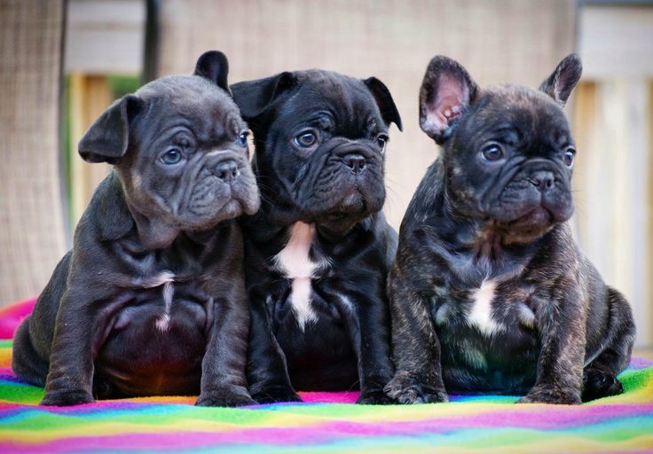 Exotic French Bulldogs