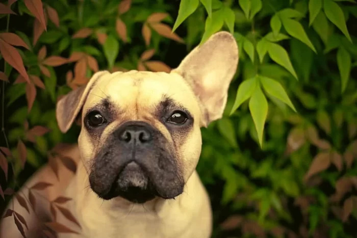 Floppy French Bulldog Ears