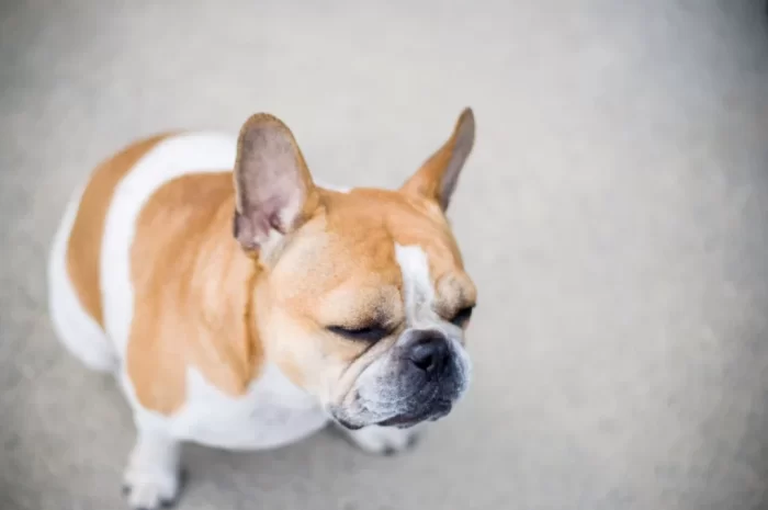 French Bulldog Hair Loss