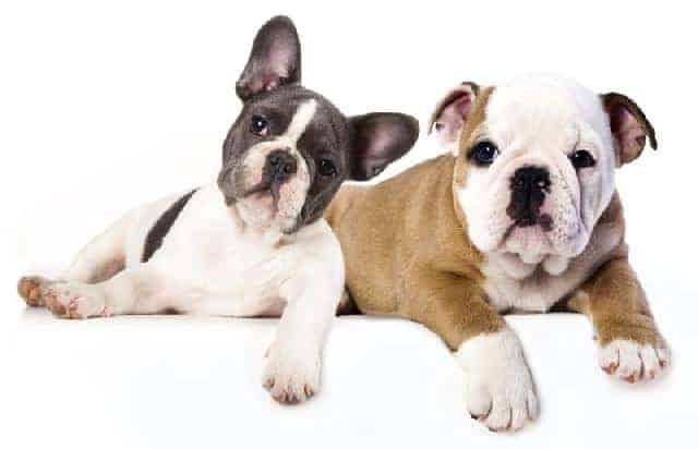 French Bulldog Merchandise