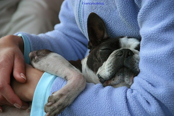 French Bulldog Seizures While Sleeping