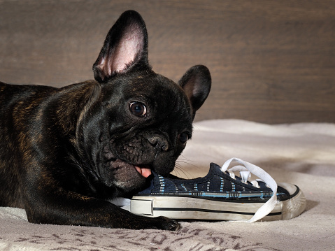 French Bulldog Shoes