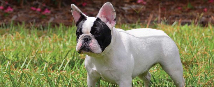 French Bulldog Stud Dogs