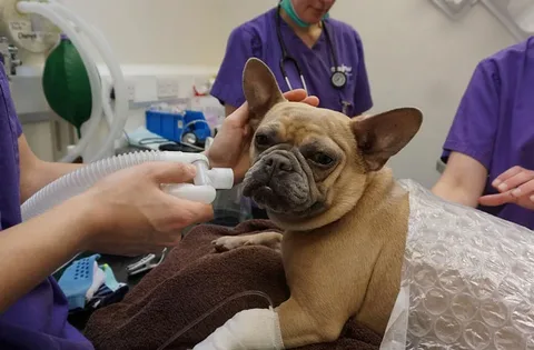 Tail Pocket Infection in French Bulldogs