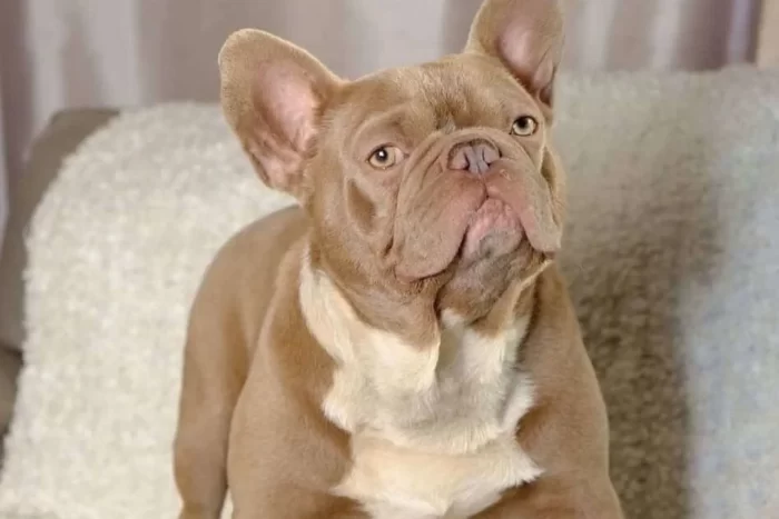 French Bulldog Toilet Training