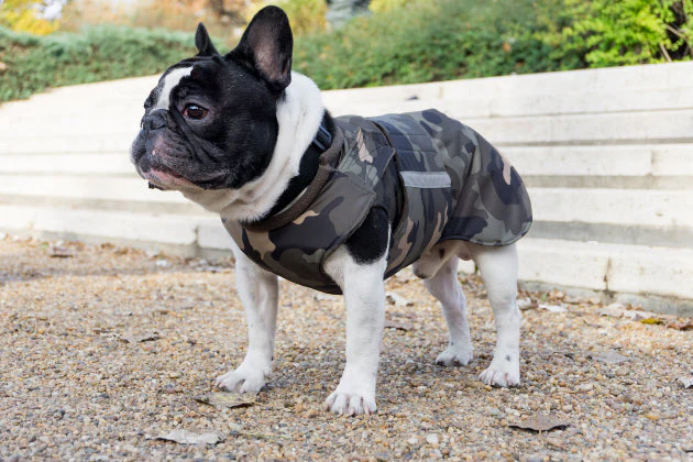 French Bulldog Winter Coats