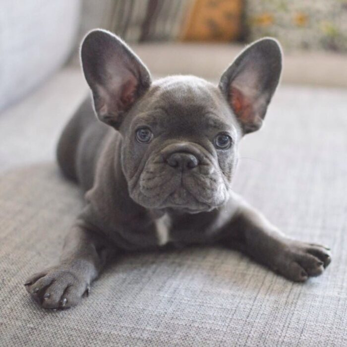 grey blue eyes french bulldog