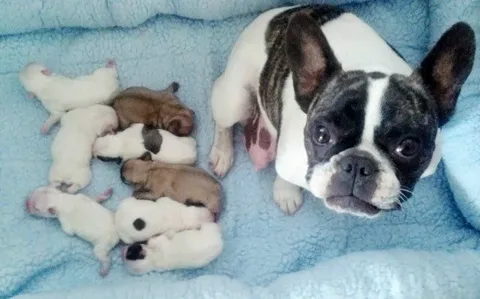 How Long French Bulldog Puppies Should Nurse