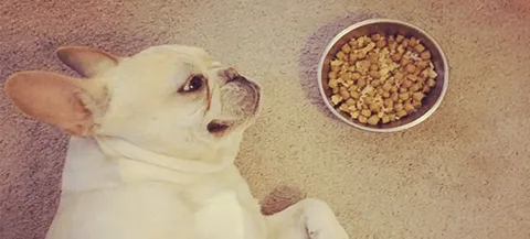 How Much to Feed a French Bulldog Puppy