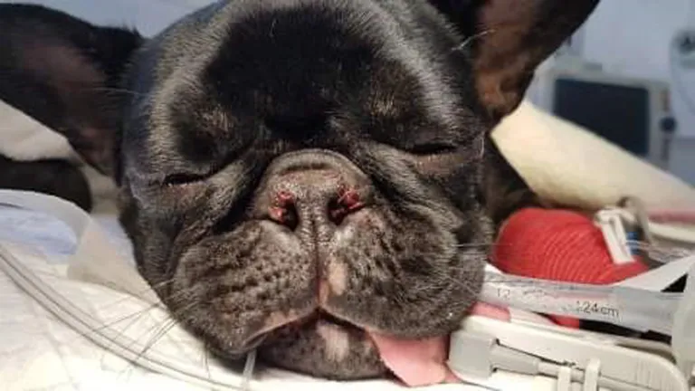 Surgery for French Bulldog Nose