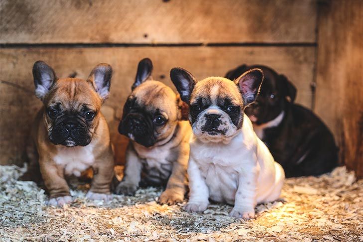 Whelping French Bulldogs