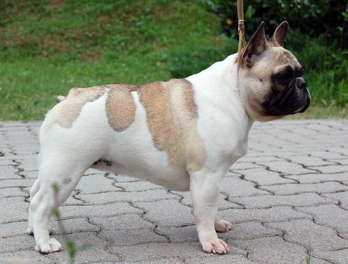 White and Fawn French Bulldogs